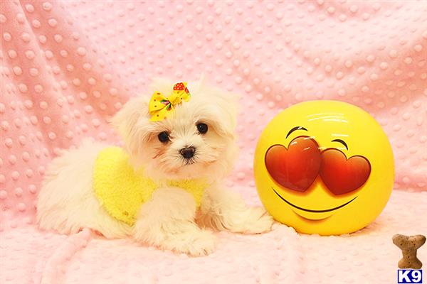 CMPuppyHeaven Picture 2